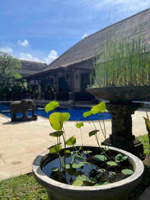 Bali Berg Villa, Sanur Dış mekan fotoğraf